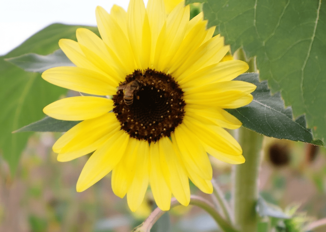 Un’ape al centro di un girasole giallo, circondato da grandi foglie verdi