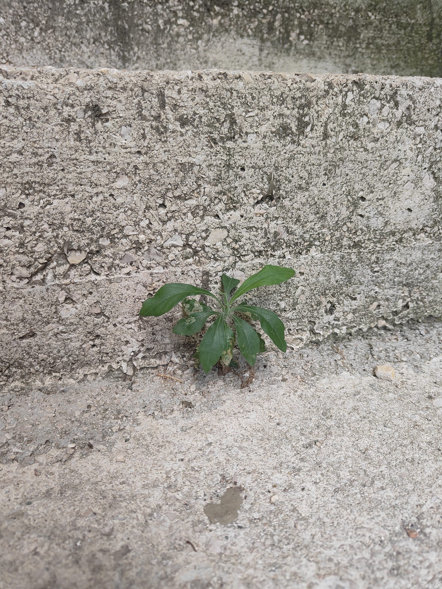 Una piccola pianta cresce in una crepa del cemento